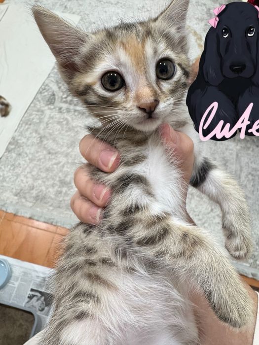 Мушукчалар Термизда