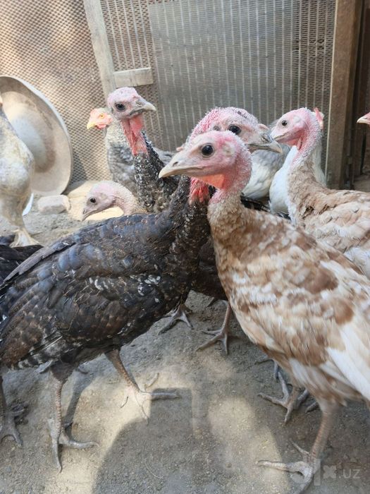 Индюшата 4 месячные на продажу. Домашние .