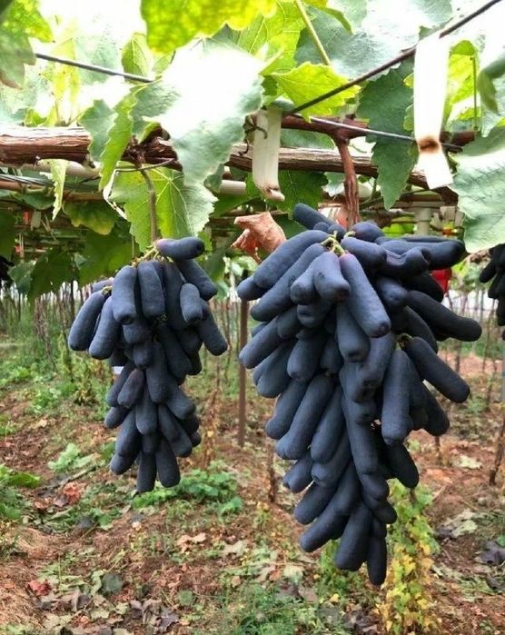 Avatar Uzum Ko'chatlari bor Orginal 100%  Arzon Narxlarda