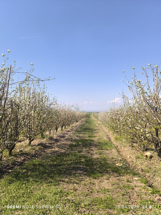 Продам сад 10 га