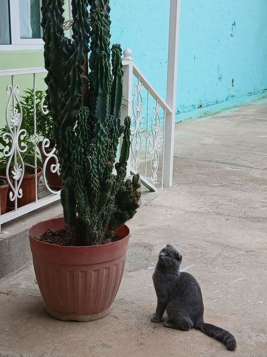 Skottish fold uy mushugi (erkak)