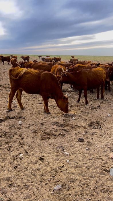 Продается  фазенда 100 голов крс, участок 4000га