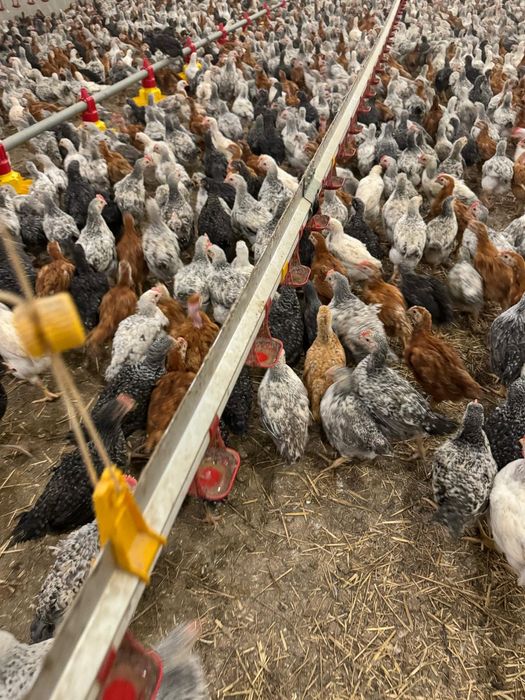 Pui alb de carne și rasă mixtă