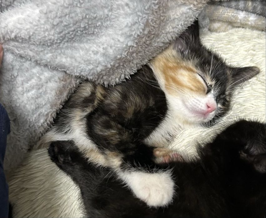 Продается кошка, девочка