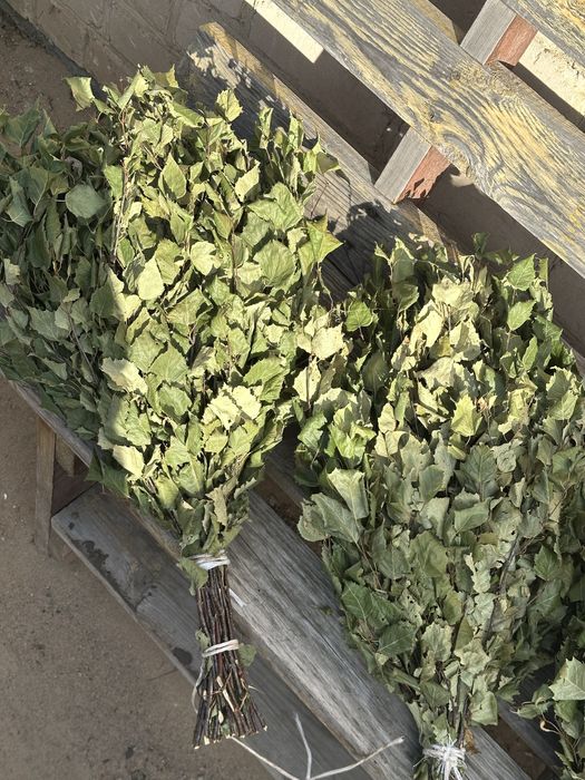 Продам березовые веники