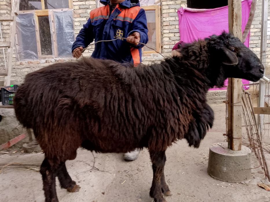 Qora qo'chqor sotiladi