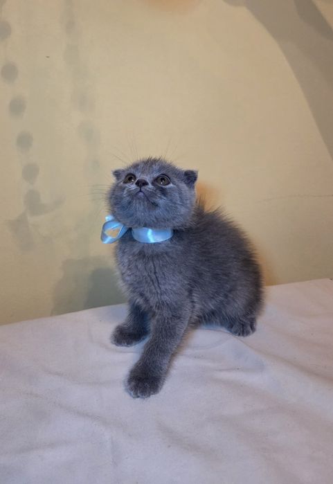 Puiuți Scottish Fold/Straight