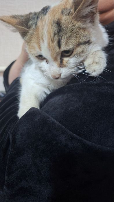 Трехцветная кошка