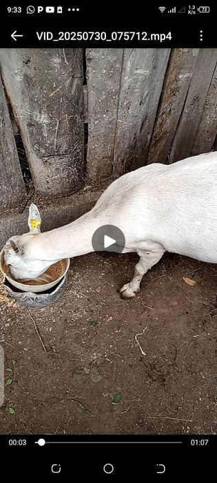 Коза молочная,спокойная.