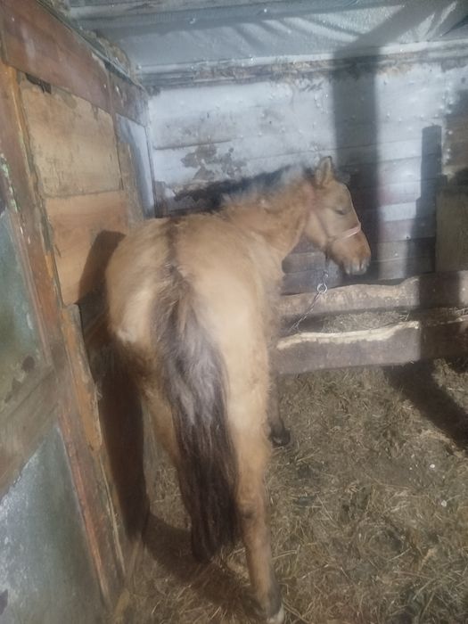 Продам кобылку молодую.