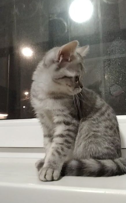 Девочка. Скоттиш страйт.