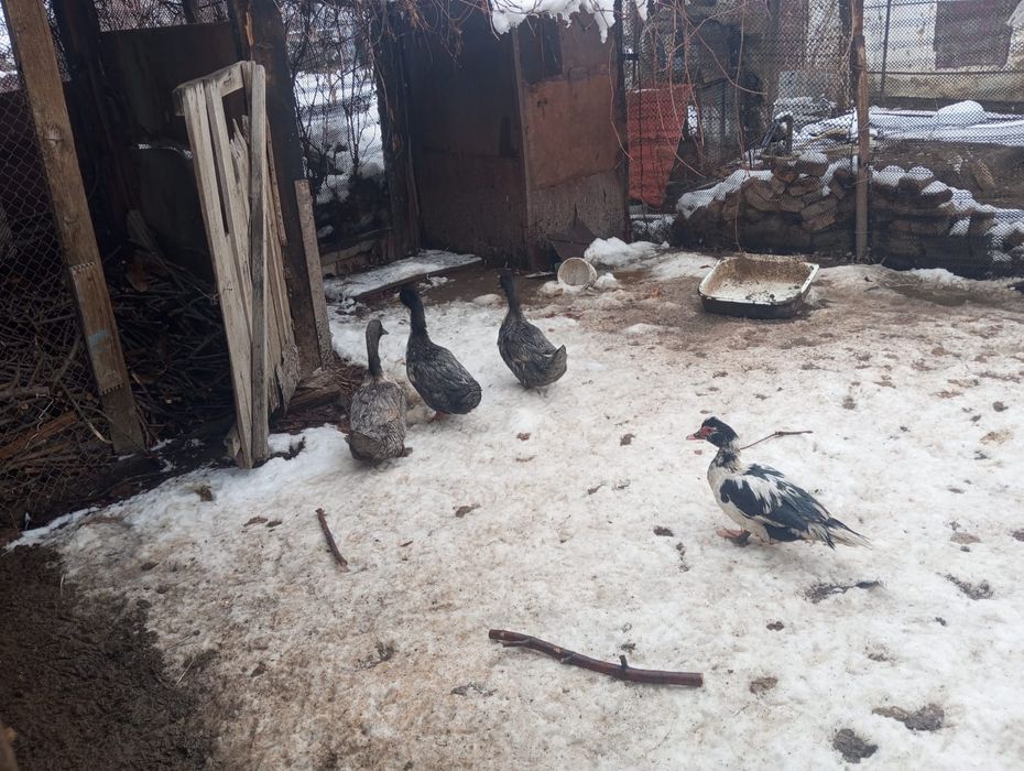 Продам уток шипунов курей