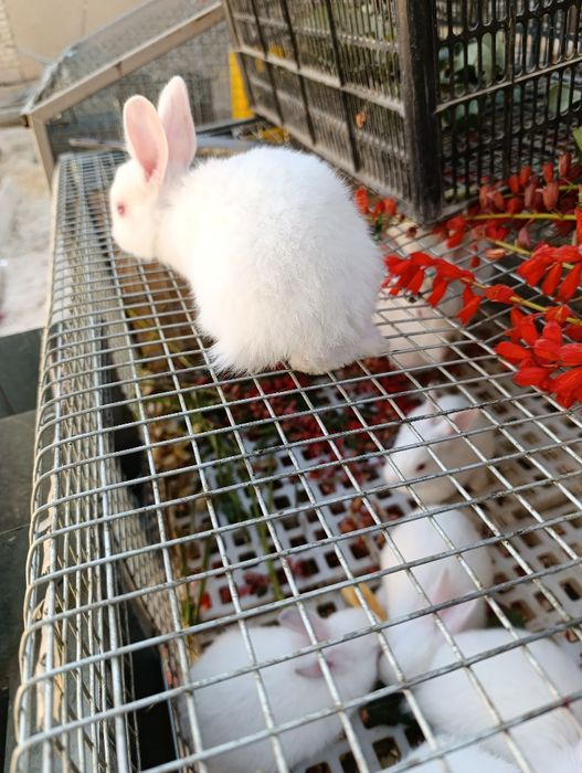 Нечего нету в залог