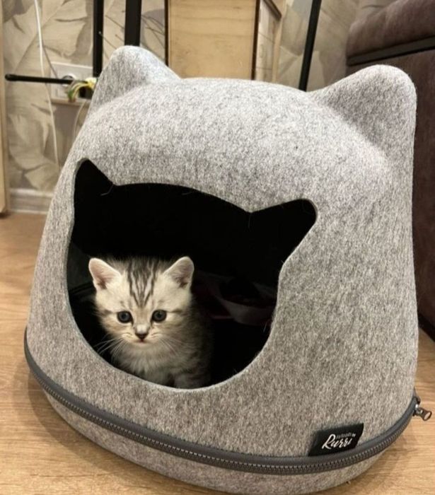 Британские котята мальчики