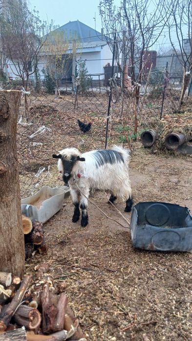 Теке сатылады туркестан қаласы