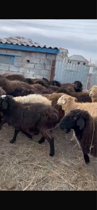 Продам бараны годовалые (қой сатылады)