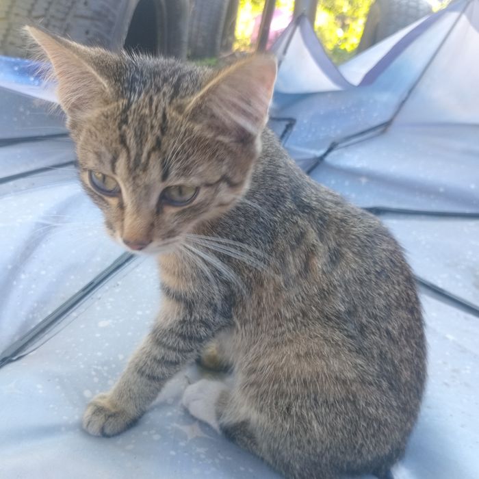 Отдам котят в добрые руки