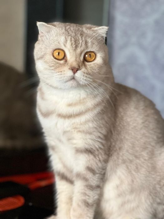 Котёнок Котята Продам