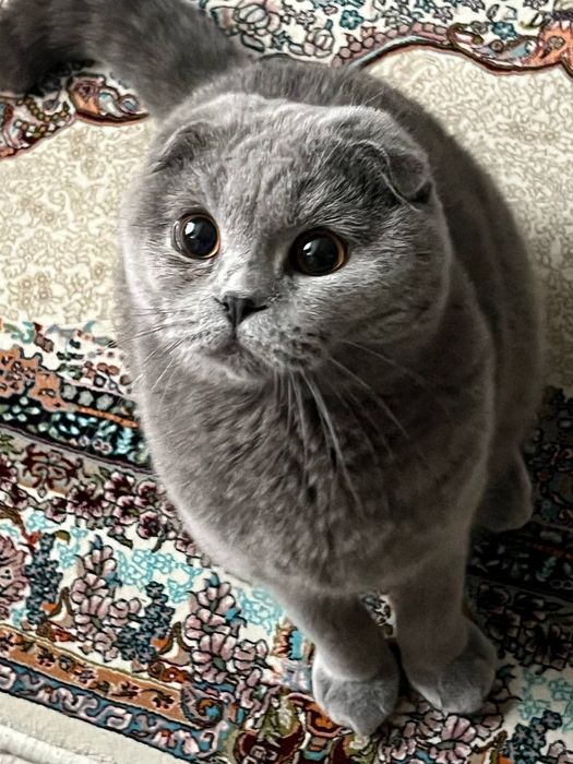 Скотчш фолд сотилади 3 йошда