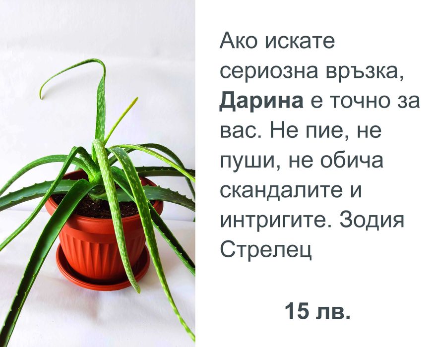 Алое Вера с характер