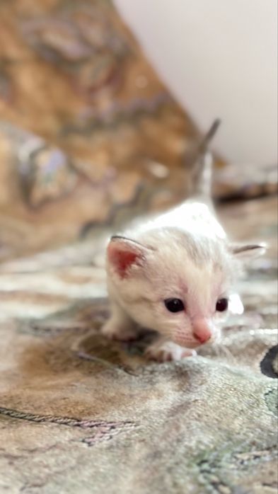 Отдам котёнка в добрые руки
