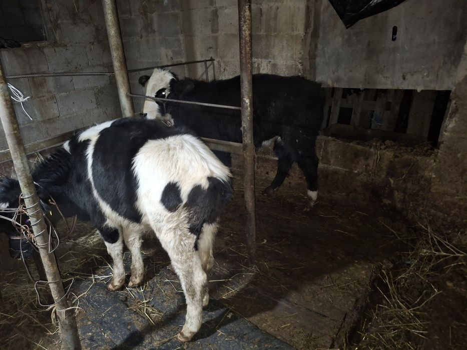 Срочно продам 290 торг малый