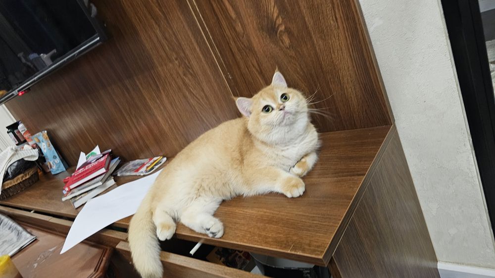 Продаётся чистокровная британка оригинал ny12 окрасе