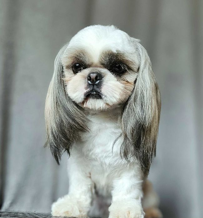 Shih Tzu mascul alb-auriu