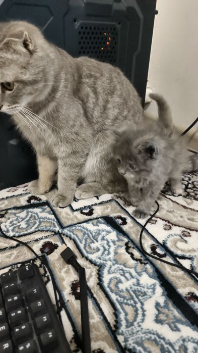 Шотланд қулоқлари ёпиқ мушук сотилади