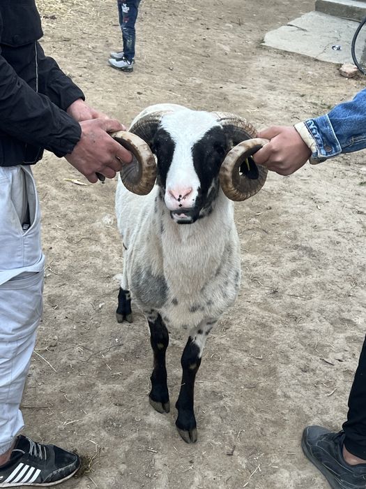 Vand berbec brez mior