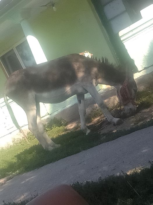 Măgar de vânzare sau schimb cu capre al dau cu totu rău sau schimb cu capre al dau cu totu
