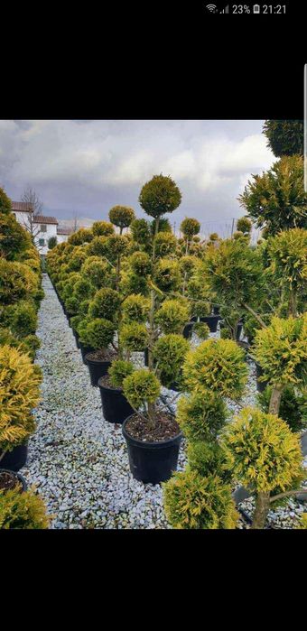 Tuia smaragd de mai multe dimensiuni tuia de calitate extra