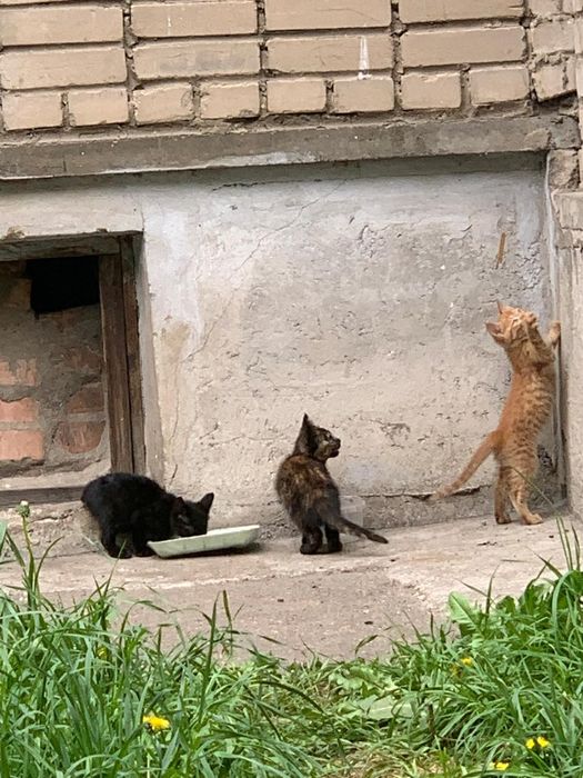 Отдам котят бесплатно