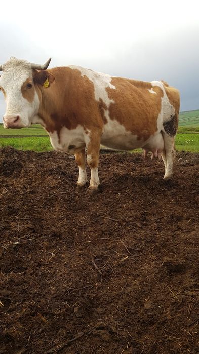 Vaca   cu   vitea
