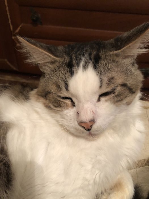 Отдам кота бесплатно в добрые руки.