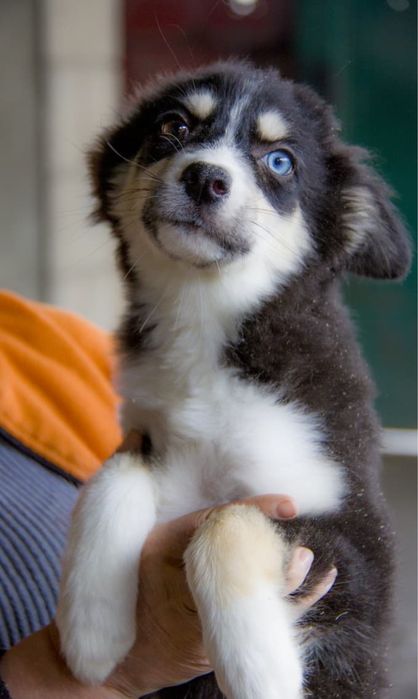 Щенята ищут дом.