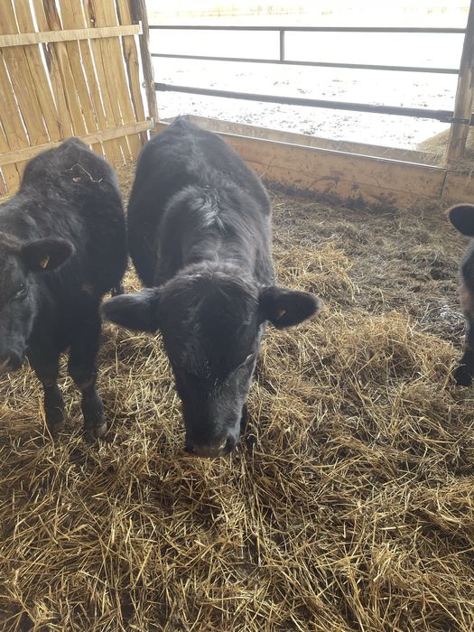 Tăurași Aberdeen Angus