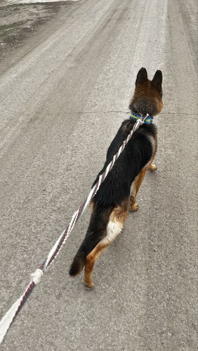 Немецкая овчарка