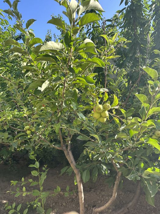 Продаю свой участок  (20х30) на против парка Янги Узбекисна 300 метров