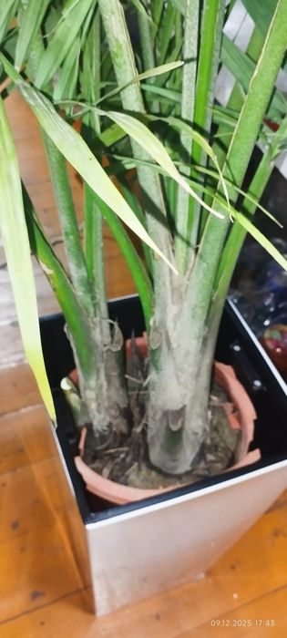 Большие цветы для офиса