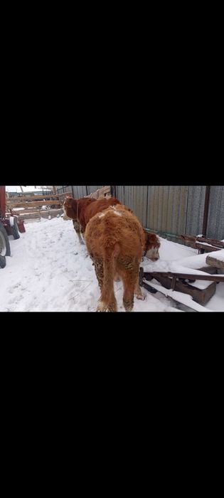 Тайынша! Бұзау! Семіз! Ет! 3500тг