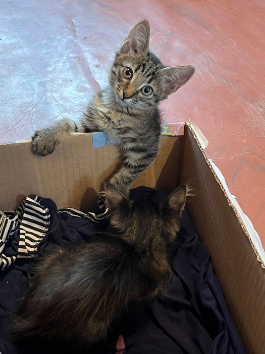 Отдам в добрые руки, срочно!