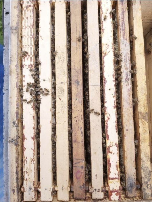 Ceara naturala de albine