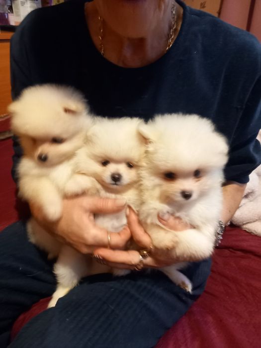 Продавам малки мини померани