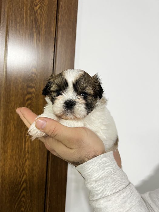 Shih-tzu de vanzare
