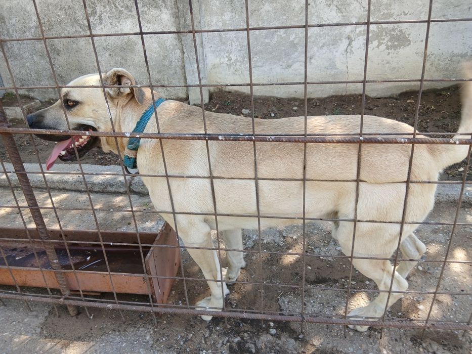 Kangal   pentru iubitori deo animale  .