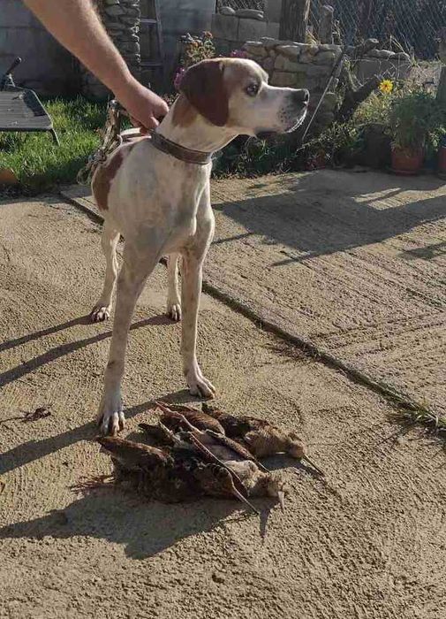 Кучета  порода Пойнтер