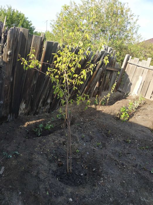 Продам участок с домом в центре