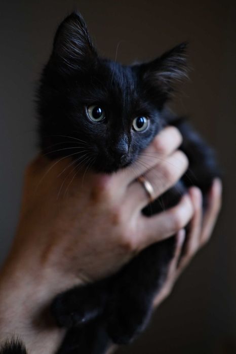 Котенок в добрые руки