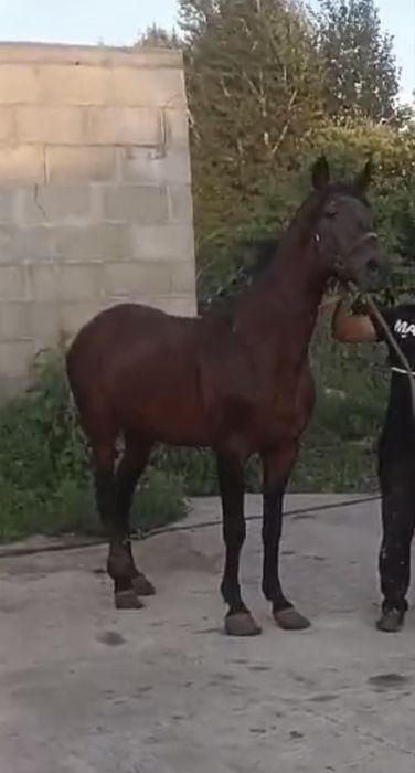 Продам жеребчика  инаходца